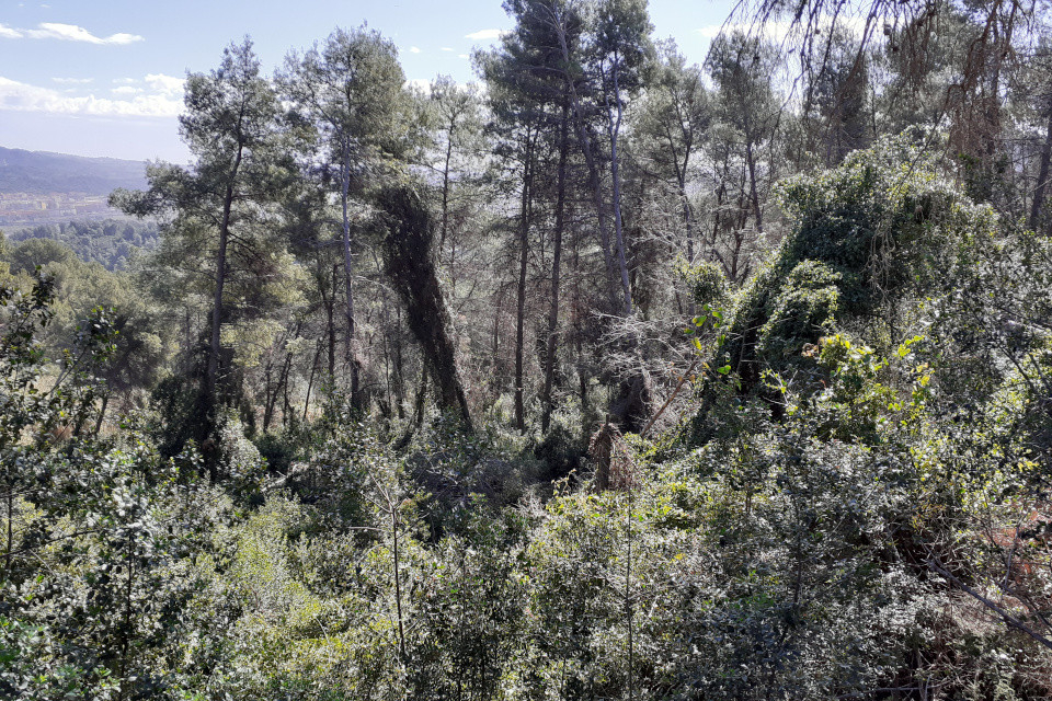 Gestió forestal