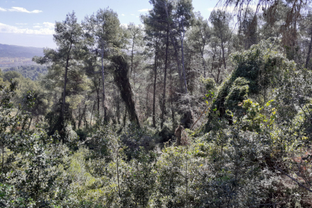 Gestió forestal