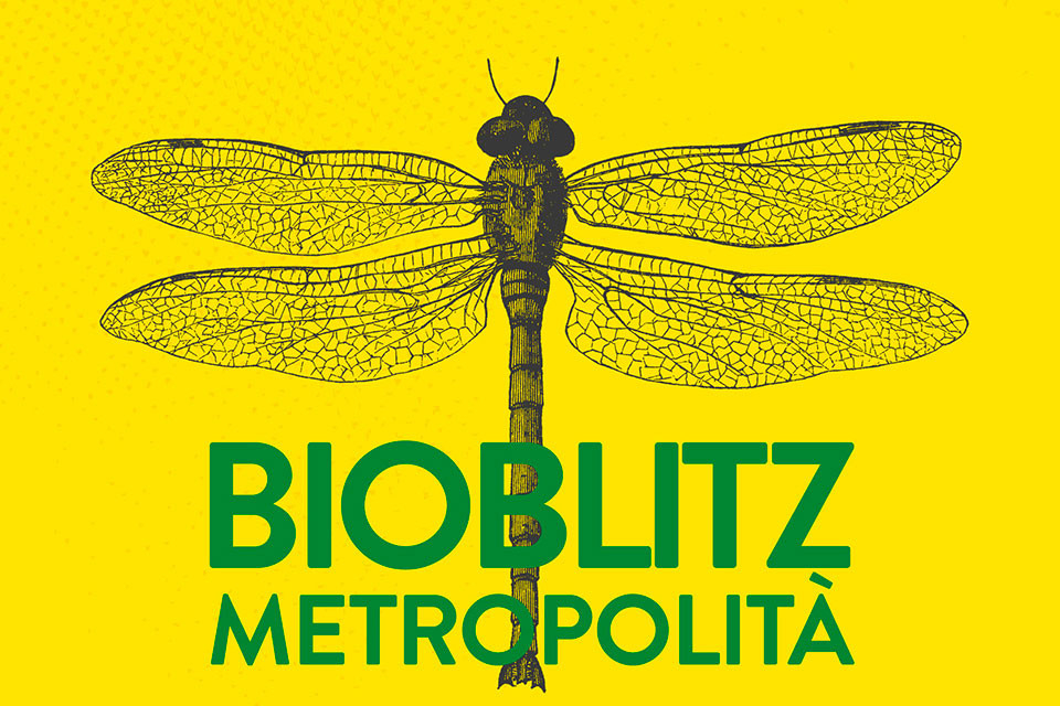 Bioblitz
