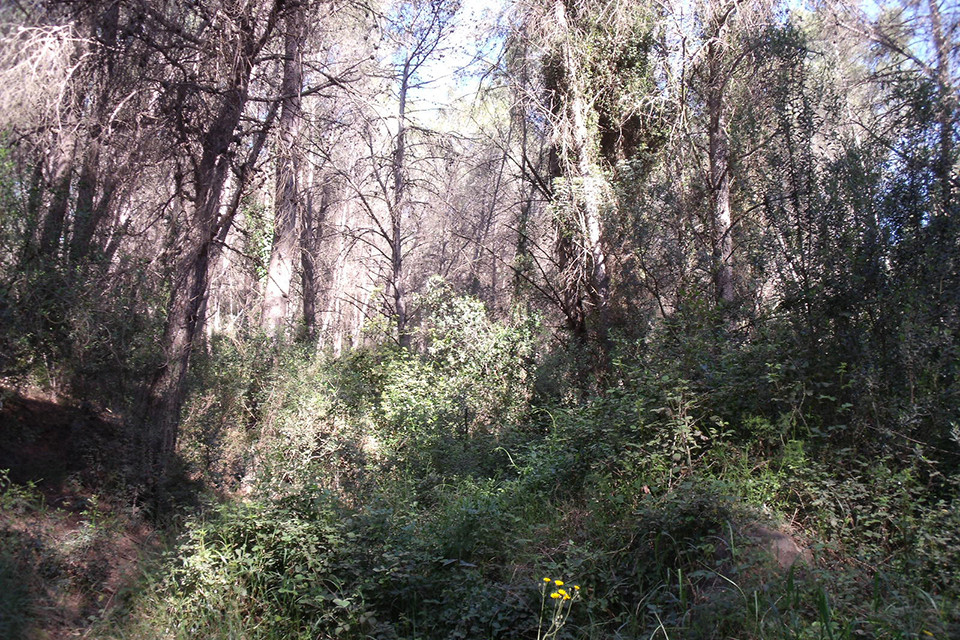 Bosc de les Rovires