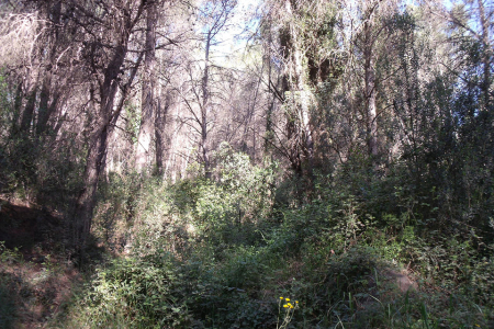 Bosc de les Rovires