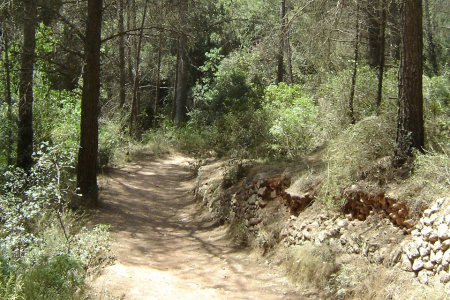Camins municipals