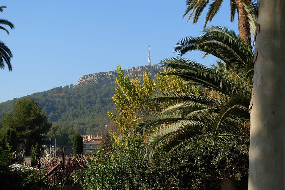 Palmera