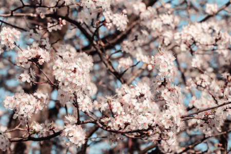 Cirerers en flor