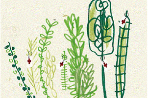 Hort de plantes aromàtiques i medicinals