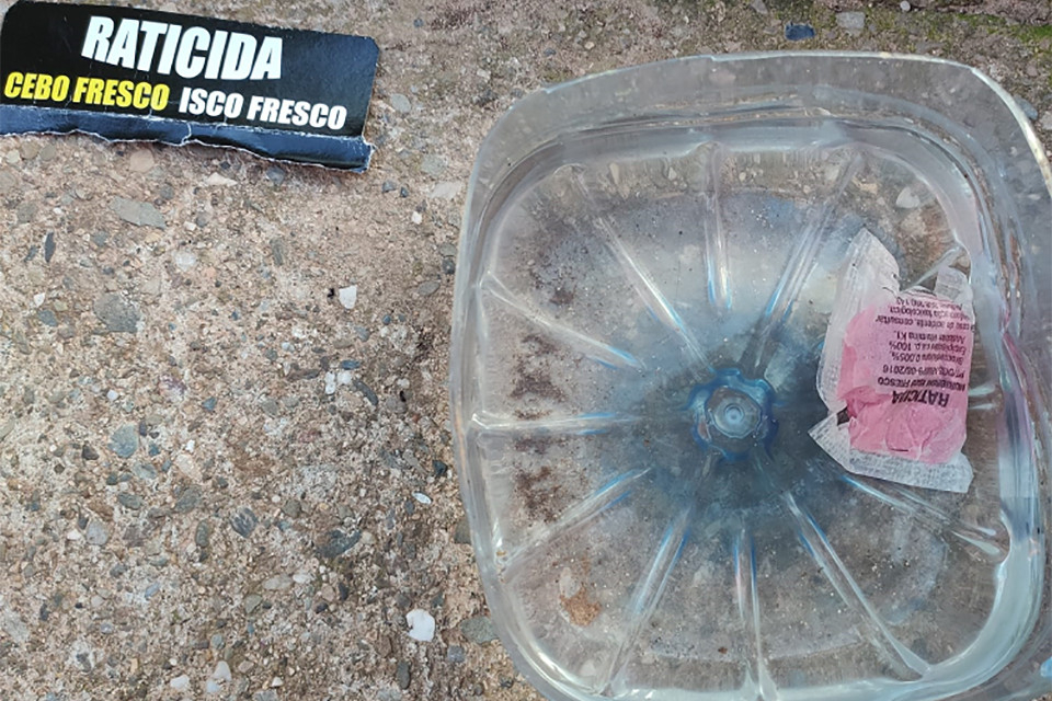 Colònies de gats