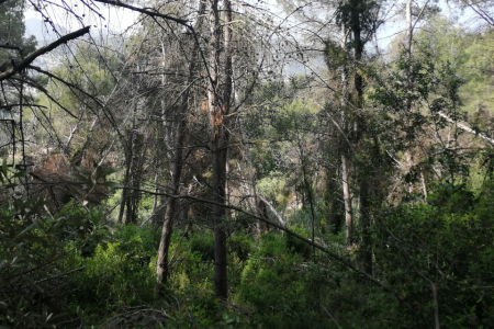 Finca Les Pedreres - abans dels treballs