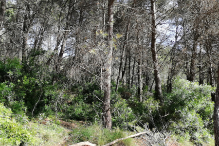 Finca Les Pedreres - abans dels treballs