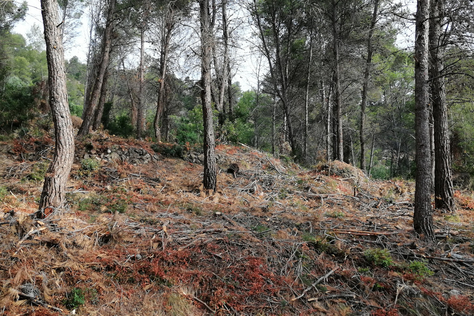 Finca Les Pedreres - resultat dels treballs