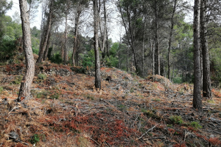 Finca Les Pedreres - resultat dels treballs