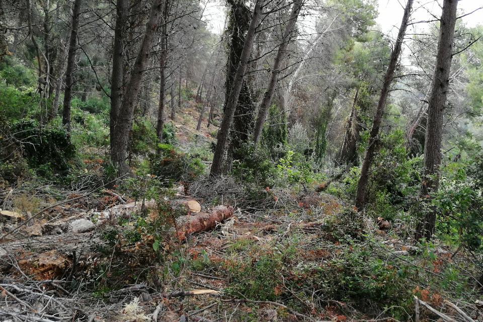Treballs forestals