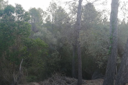 Gestió forestal