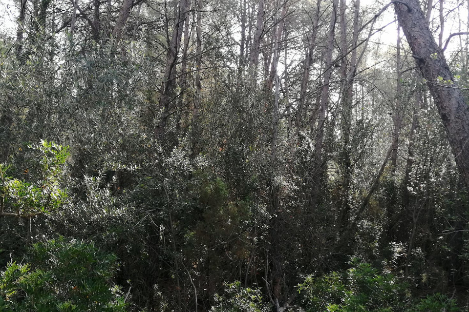 Gestió forestal