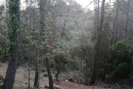 Gestió forestal