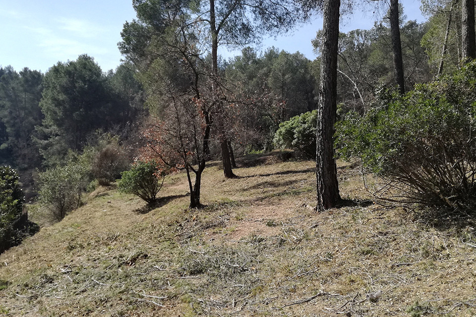 Bosc