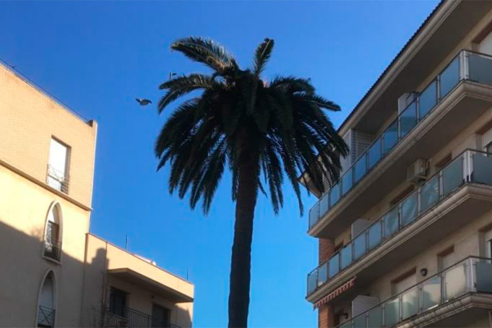 Palmera avinguda Generalitat