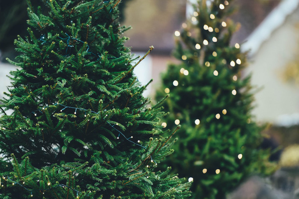 Arbres de Nadal