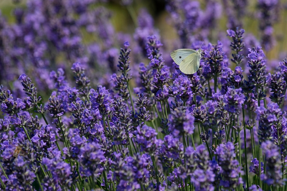 Plantes remeieres