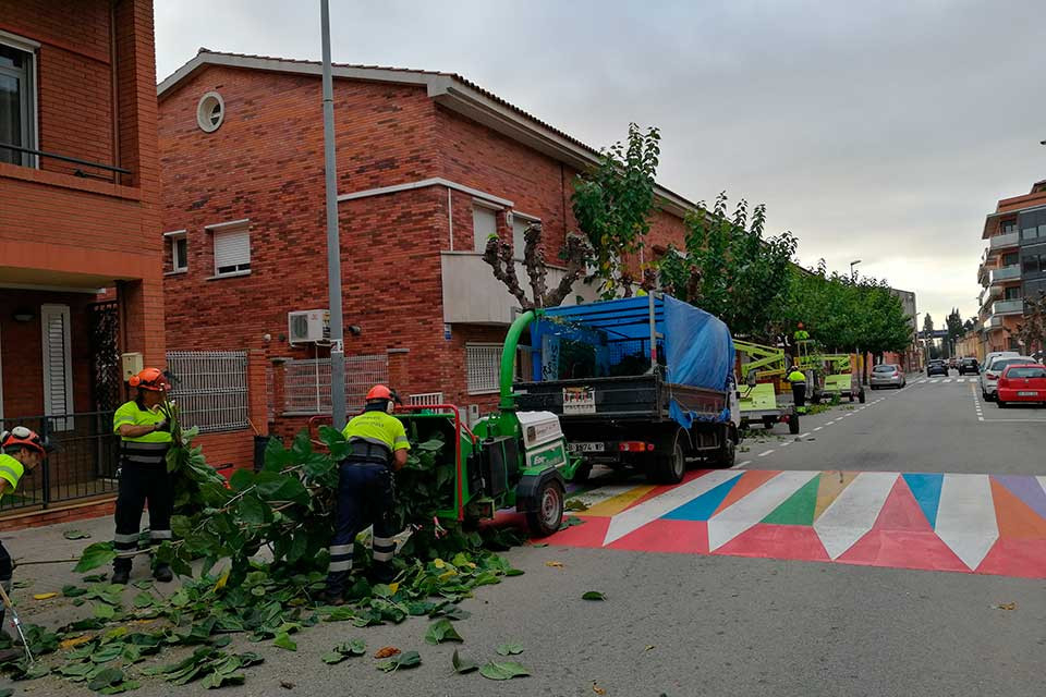 Poda de l’arbrat