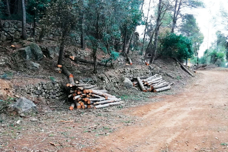 Treballs forestals a Can Salabert