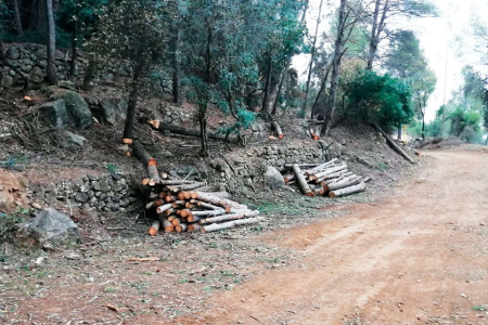 Treballs forestals a Can Salabert